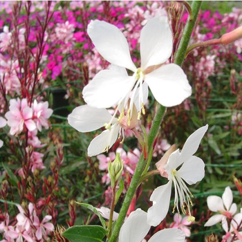 Visuel 1 du produit Gaura Varié - Le pot de 7,5 litres