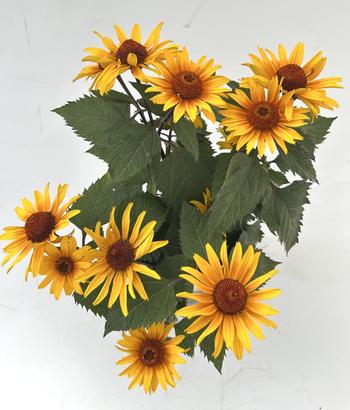 Visuel 1 du produit Héliopsis PUNTO ROSSO - Le pot de 2 litres