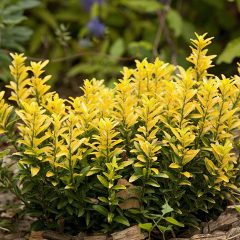 Visuel 1 du produit Euonymus Japonicus Happiness jaune en pot de 4 L