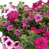 Visuel 1 du produit Mélange confetti - Le pot de 1 litre