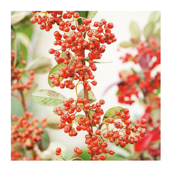 Visuel 1 du produit Cotoneaster - pot 3 L