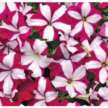 Visuel 1 du produit Pétunia Easywave Burgundy Star - Le pot de 12 x 12 cm