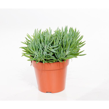 Visuel 1 du produit Senecio kilimanjaro 20 cm. Le pot de 12 cm