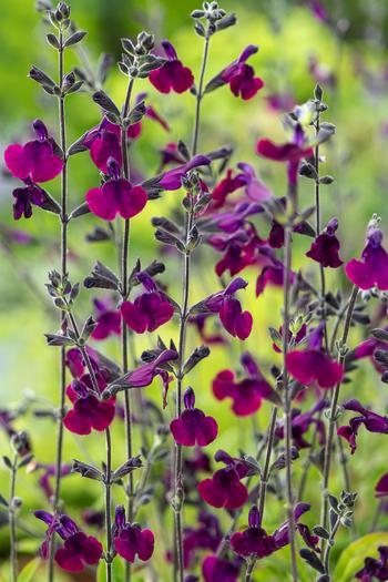 Visuel 1 du produit Sauge Arbustive 'Nachtvlinder' - Le pot de 2 litres
