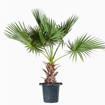 Visuel 1 du produit Palmier (Washingtonia Robusta) 50/60. Le pot de 50 litres