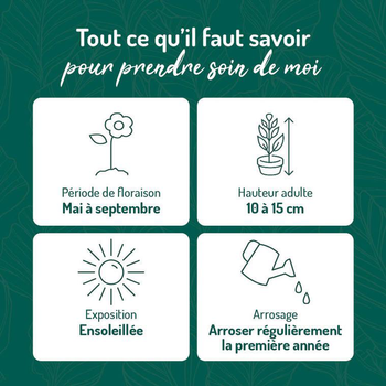 Visuel 1 du produit Saponaire - Le pot de 9 x 9 cm