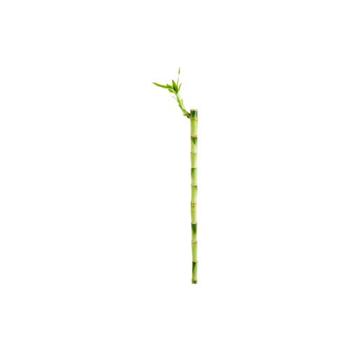 Visuel 1 du produit Lucky Bamboo droit. 50 cm