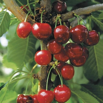 Visuel 2 du produit Cerisier Big Cœur De Pigeon forme gobelet - le pot de 12 litres