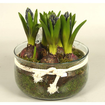 Visuel 1 du produit Narcisse tête a tête - La coupe de 20 cm