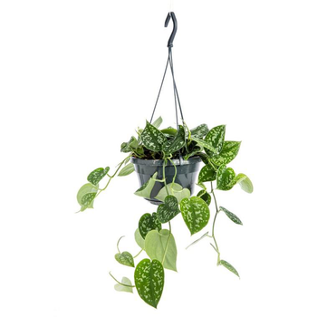 Visuel 1 du produit Scindapsus Pictus suspension Ø14xH40 cm