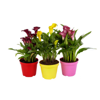 Visuel 1 du produit Arum couleur. Le pot de 1 litre