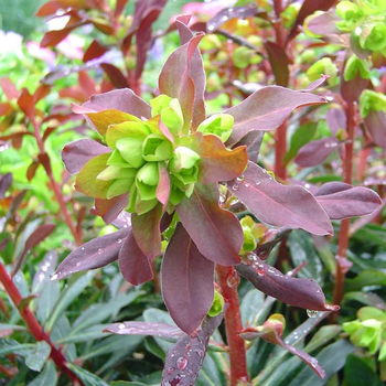 Visuel 1 du produit Euphorbia Amyg - Purpurea - Le pot de 1 litre