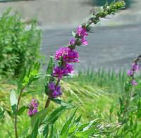 Visuel 1 du produit Salicaire - Le pot de 3 litres