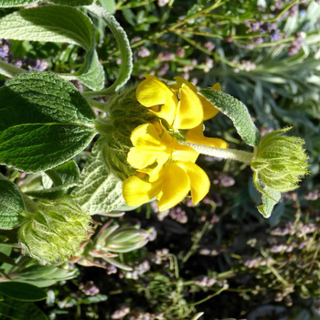 Visuel 1 du produit Phlomis fruticosa - Le pot de 2,5 litres