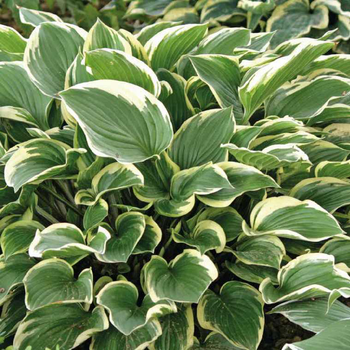 Visuel 1 du produit Hosta Aureomarginata - Le pot de 9 x 9 cm