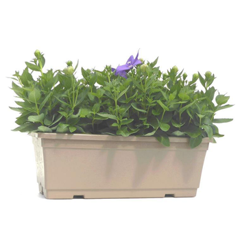 Visuel 1 du produit Platycodon Grandiflorus - La jardinière de 40 cm