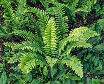 Visuel 1 du produit Fougère Polystichum aculeatum - Le pot de 2 litres