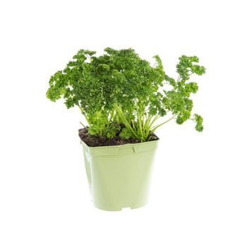 Visuel 1 du produit Persil Frise Bio. Le pot de 2,5 litres
