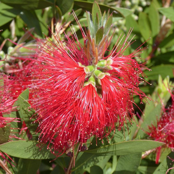 Visuel 1 du produit Callistemon – Pot de 10L