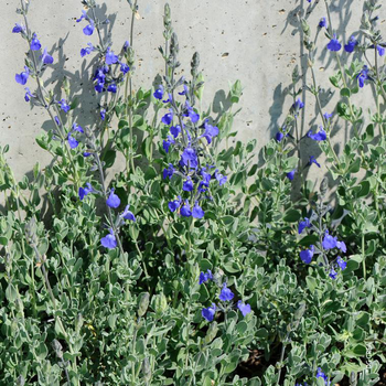 Visuel 1 du produit Salvia Chamaedryoides - Le pot de 2,5 litres