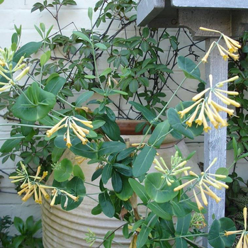 Visuel 1 du produit Lonicera Sempervirens John Clayton en pot de 4 L