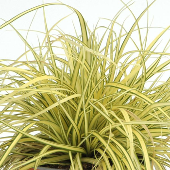 Visuel 1 du produit Carex Evergold - Le pot de 1 litre