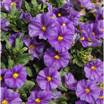 Visuel 1 du produit Solanum Rantonnetti Bicolor - Le pot de 19 cm