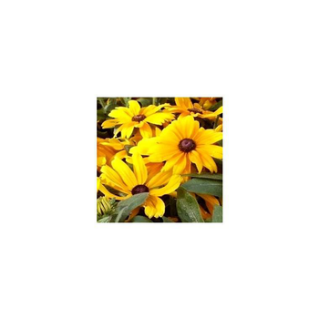 Visuel 1 du produit Rudbeckia Vivace - Le pot de 1 litre