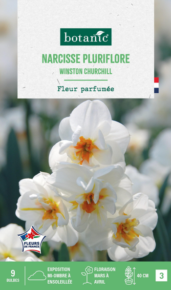 Visuel 1 du produit Narcisse pluriflore winston churchill botanic® - 9 bulbes