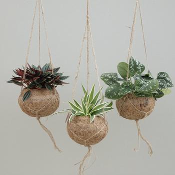 Visuel 1 du produit Kokodama Groen mix. La suspension de Ø 12 x H 20 cm