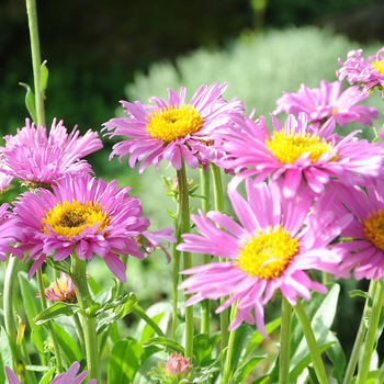 Visuel 1 du produit Aster Des Alpes Varie. Le pot de 2 litres