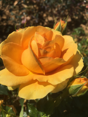 Visuel 1 du produit Rosier Yellow Stone® - Le pot de 7,5 litres