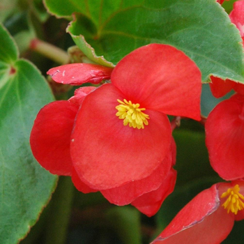 Visuel 1 du produit Begonia "Sensy Cascade". La coupe de 25 cm