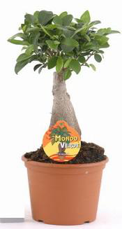 Visuel 1 du produit Ficus ginseng vert. Le pot Ø 17 cm