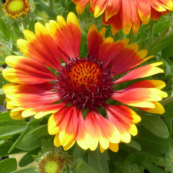 Visuel 1 du produit Gaillarde Varié - Le pot de 7,5 litres