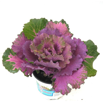 Visuel 1 du produit Chou décoratif - Le pot de 1 litre