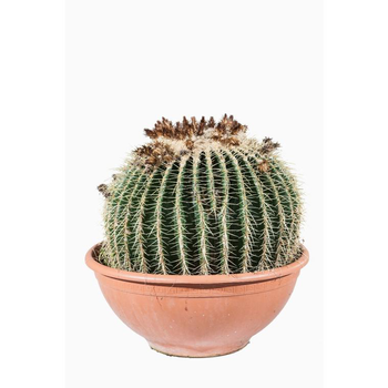 Visuel 1 du produit Echinocactus Grusonii (coussin de belle-mère)en pot de 160 L vert