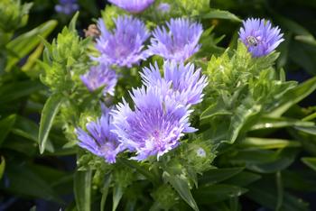 Visuel 1 du produit Stokesia ‘Mels’ - Le pot de 2 litres