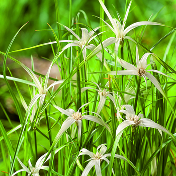 Visuel 1 du produit Kyllingie colorée vert botanic®. Le pot de 2 litres