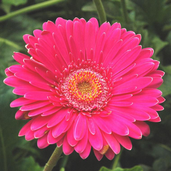 Visuel 1 du produit Gerbera à fleurs multicolores - Le pot de 3 litres