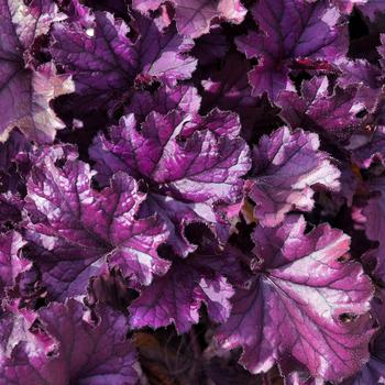 Visuel 1 du produit Heuchère FOREVER PURPLE - Le pot de 2 litres