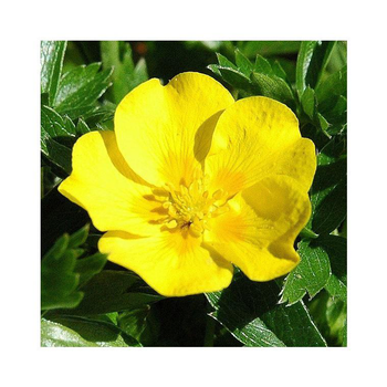 Visuel 1 du produit Potentilla - Le pot de 2 litres