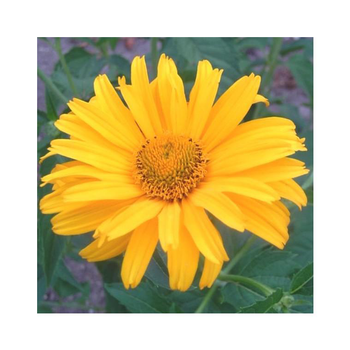 Visuel 1 du produit Héliopsis - Le pot de 2 litres