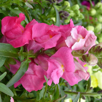 Visuel 1 du produit Muflier ou gueule de loup - La barquette de 6 plants de 7 cm