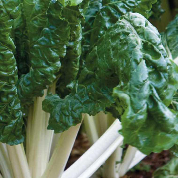 Visuel 1 du produit Poiree Verte Berac Bio. La barquette de 3 plants