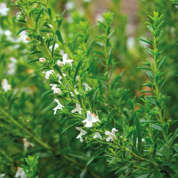 Visuel 1 du produit Sarriette Bio. Le pot de 1 litre