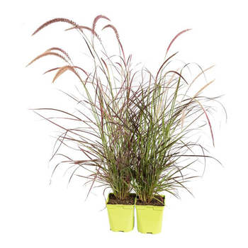 Visuel 1 du produit Pennisetum pourpre - Le pot de 2,5 litres