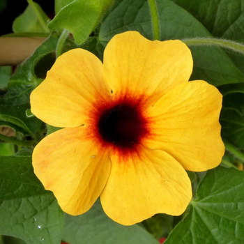 Visuel 1 du produit Thunbergia Alata Tippi 70 cm. Le pot de 2,5 litres