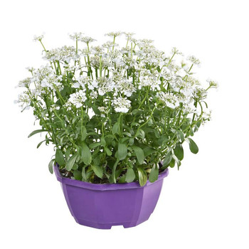 Visuel 1 du produit Iberis Sempervirens - La coupe de 25 cm