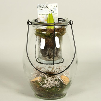 Visuel 1 du produit Jacinthe en pot déco - La composition